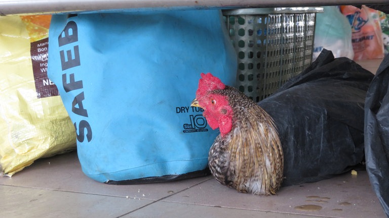 Das Huhn in Tenom wartet auf den Zug aus Halogilat. Der hat fast eine Stunde 	Verspätung.