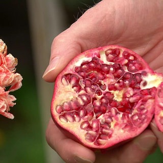 Obst im Garten - diese exotischen Sorten wachsen schon bei uns