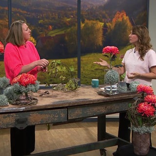 Chrysanthemen in verschiedenen Variationen