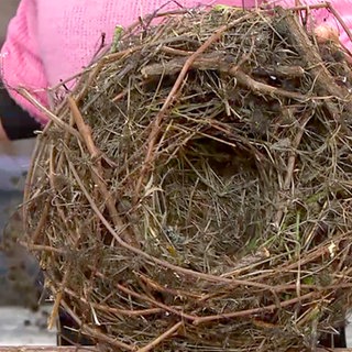 Nest mit Winterblühern