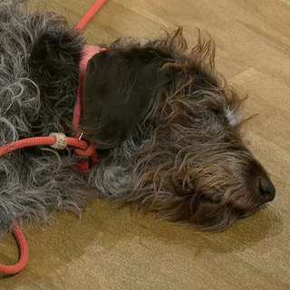 Schlafender Hund
