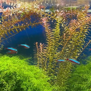 Kleine Fische im Aquarium