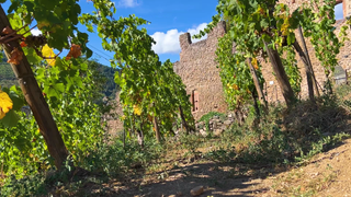 Kaysersberg an der Elsässer Weinstraße