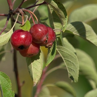 Zieräpfel