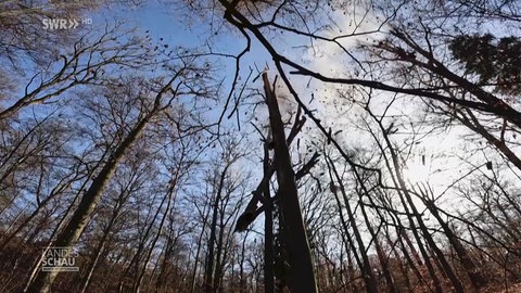 Abgesprengte Baumteile fliegen aus mehreren Metern zu Boden