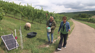Reporterin Sonja Faber-Schrecklein läuft mit Weinerlebnisführerin Anke Schäffer an einem Schaf vorbei, im Hintergrund erstreckt sich die Weinberg-Landschaft.
