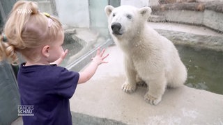 Eisbär Mika und ein kleines Mädchen