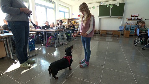 Dackel Lilu ist Therapiehund an einer Grundschule. Er steht in einem Klassenzimmer vor einer Schülerin.