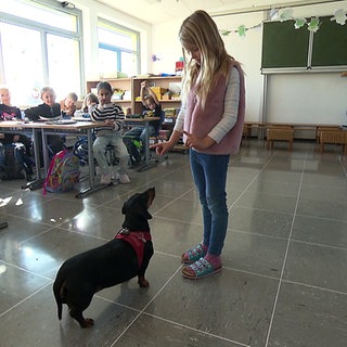 Dackel Lilu ist Therapiehund an einer Grundschule. Er steht in einem Klassenzimmer vor einer Schülerin.