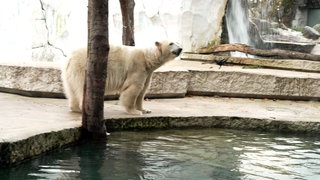 Eisbär Mika ins einem Gehege im Karlsruher Zoo
