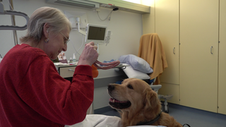 Hund Hannes sitzt in einem Krankenhauszimmer. Eine ältere Patientin, mit rotem Pullover, sitzt vor ihm auf dem Krankenbett und hält ein Hundespielzeug in der Hand. 