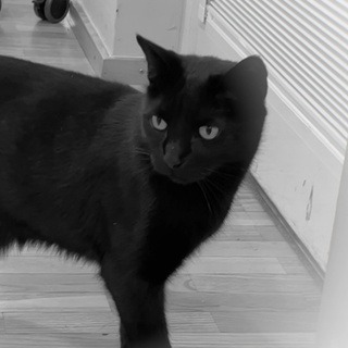 Kater Smokey aus dem Altenheim St. Ulrich in Stuttgart ist plötzlich verstorben.