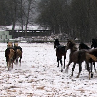 Winter im Gestüt Marbach: Die Pferde toben im Schnee.
