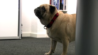 Mops Lotta steht neben einem Schreibtisch. Die Hündin darf mit ins Büro gehen.