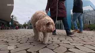 Hund an der Leine