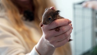 Ein junges, rotes Eichhörnchen sitzt in der Hand von Tanja Horak und klammert mit seinen Händen an den Fingern.