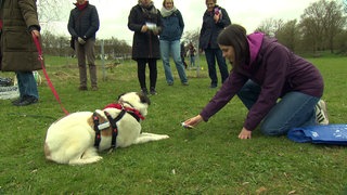Ein weiß-brauner Hund liegt auf einer grünen Wiese. Eine junge Frau in einer violetten Jacke bückt sich zu ihr auf den Boden.