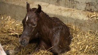 Ein schwarzes Fohlen mit einem weißen Streifen auf der Stiern liegt auf einem Strohboden. Das Fell ist leicht nass.