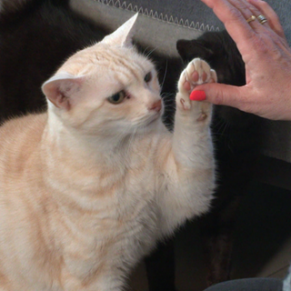 Eine weiß-rot getigerte Katze hebt ihre Pfote und drückt sie an den Daumen einer Frau.
