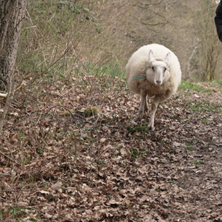 Ein Schaf und ein Mann rennen in einem Wald.