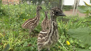 Drei Emu-Küken stehen auf einer grünen Graswiese. Sie haben ein schwarz-blond gefärbtes Federkleid.