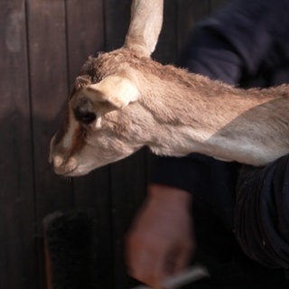 Eine Kropfgazelle liegt in den Armen eines Pflegers vom Zoo Karlsruhe.