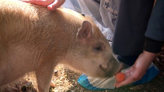 Eine Mini-Schwein isst ein Stück Karotte aus der Hand einer Schülerin. 