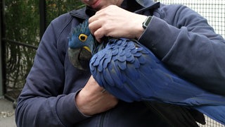 Ein Hyazinthara-Papagei liegt in den Armen von Zoodirektor Matthias Reinschmidt. Der Vogel hat ein dunkelblaues Federkleid und gelbe Akzente im Gesicht.