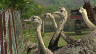 Nandus in Ettenheimweiler