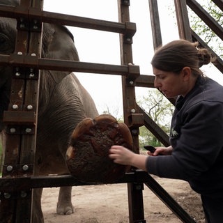 Eine Pflegerin im Zoo Karlsruhe pflegt die Füße eines Elefanten.