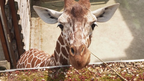 Eine Giraffe schaut in die Kamera. Man sieht nur den braun-hellfen gescheckten Kopf.