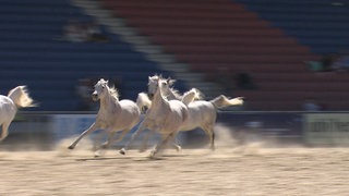 Vier weiße Araberstuten des Gestüts Marbach laufen auf einem Sandboden in einem Stadion. Im Hintergrund sind rot-weiß-blaue Sitzplätze zu sehen.