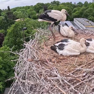 Störche im Nest