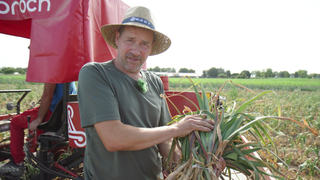Landwirt bei der Knoblauchernte