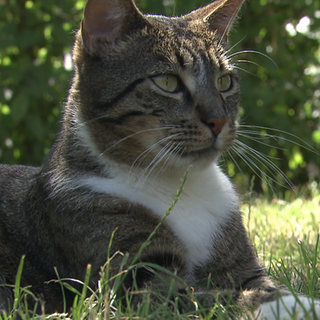 Kater Simba liegt auf einer Wiese