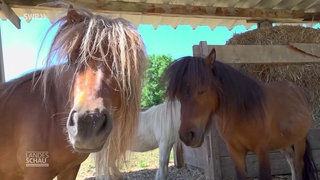 Ponys