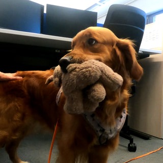 Hund im Büro - ein Golden Retriever hat ein Plüschtier im Maul. Im HIntergrund ist ein Schreibtisch zu sehen.