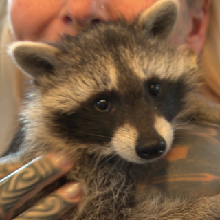 Junger Waschbär