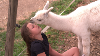 Was im ersten Moment aussieht wie liebevolle Nähe, entpuppt sich als etwas anderes. Das Lama Fohlen "Schneeflocke" liebt es, an Adrianas Haaren zu knabbern.  
