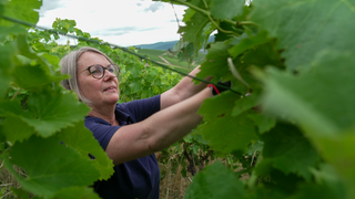 Eine Frau beschneidet einen Rebstock im Weinberg. 