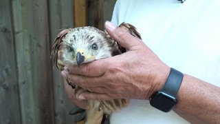 Ein Mann hält einen Greifvogel in den Händen.
