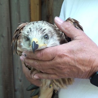 Ein Mann hält einen Greifvogel in den Händen.