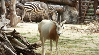 Eine Antilope steht im Savannengehege des Zoos Karlsruhe und schaut Richtung Kamera. Im Hintegrund ist ein Zebra verschwommen zu sehen.