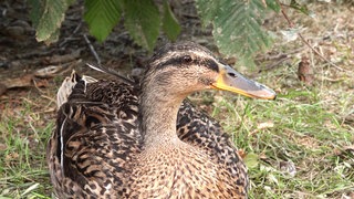 Eine Ente ist in Großaufnahme zu sehen und schaut rechts an der Kamera vorbei.