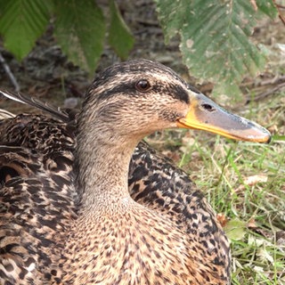 Eine Ente ist in Großaufnahme zu sehen und schaut rechts an der Kamera vorbei.