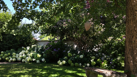 Ein Garten voller Hortensien an der Ostalb.