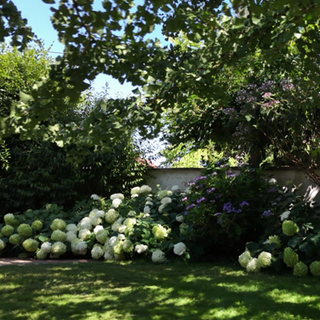 Ein Garten voller Hortensien an der Ostalb.