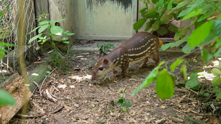 Ein Paka aus dem Zoo Karlsruhe.