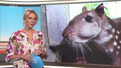 Moderatorin Jana Kübel