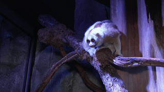 Plumplori im Zoo Karlsruhe